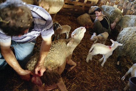 Bask sheepfarmer